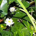 度假居 Holydays Little Frog *