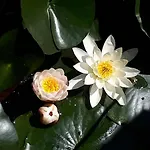 Holydays Little Frog 阿利亚诺泰尔梅