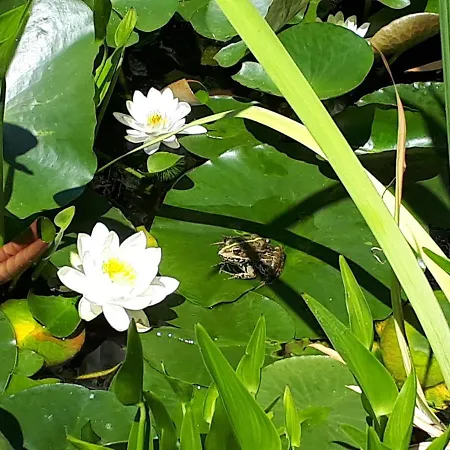 Сasa de vacaciones Holydays Little Frog *